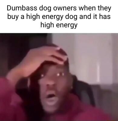 Dumbass dog owners when they buy a high energy dog and it has high energy