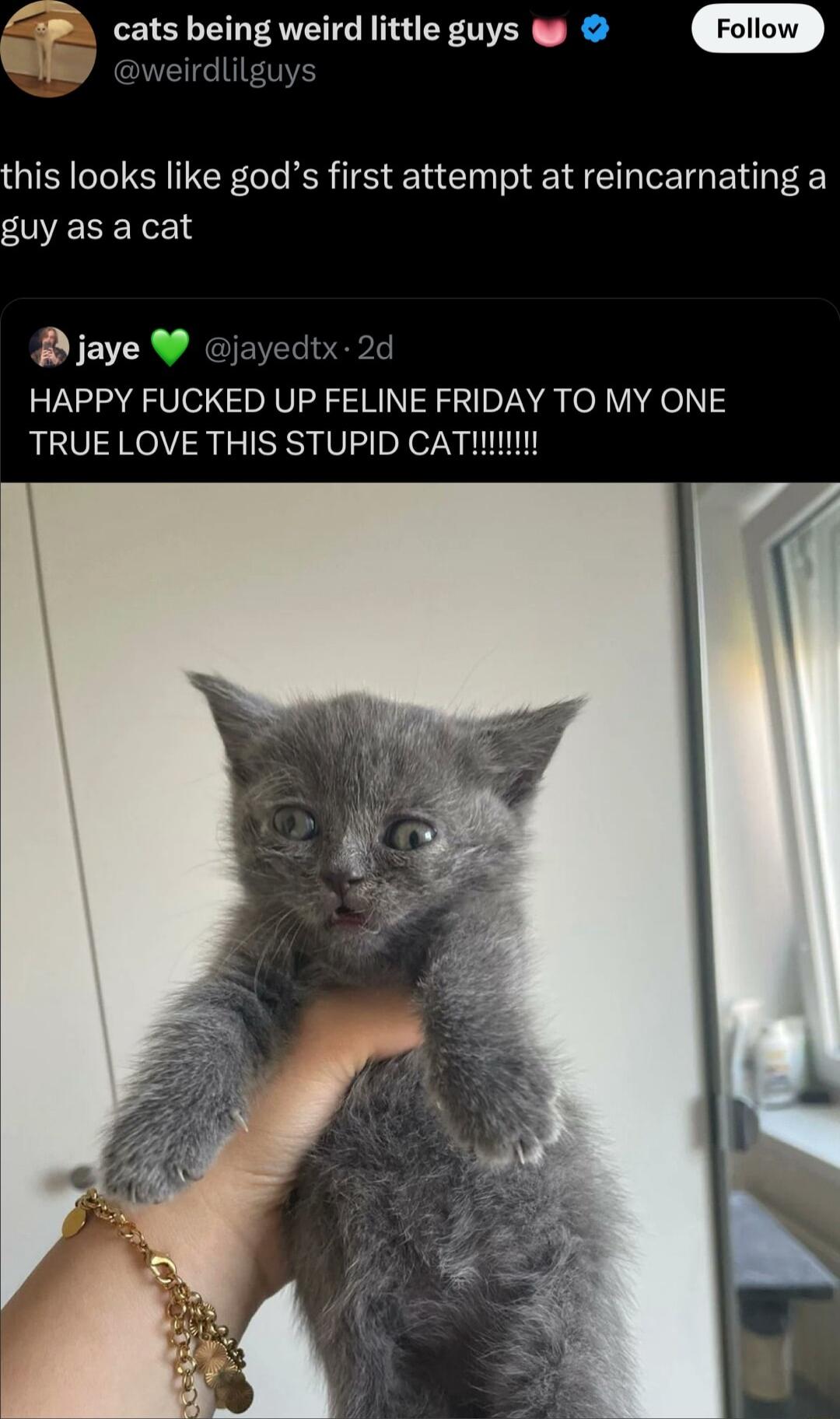 cats being weird little guys Foliow his looks like gods first attempt at reincarnating a guy as a cat R jaye jayedtx 2d HAPPY FUCKED UP FELINE FRIDAY TO MY ONE TRUE LOVE THIS STUPID CAT