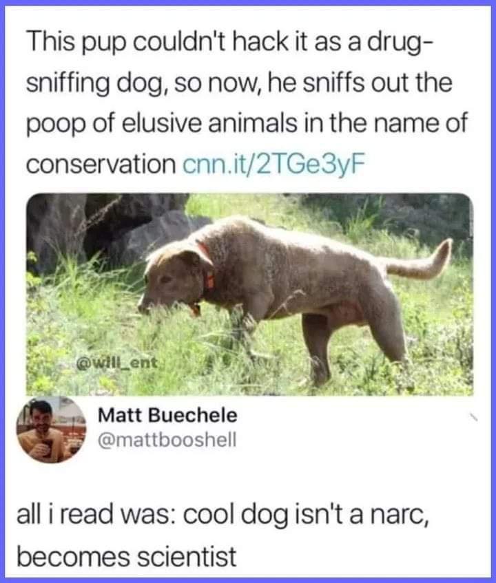 This pup couldnt hack it as a drug sniffing dog so now he sniffs out the poop of elusive animals in the name of conservation cnnit2TGe3yF r Matt Buechele mattbooshell all i read was cool dogisnt a narc becomes scientist