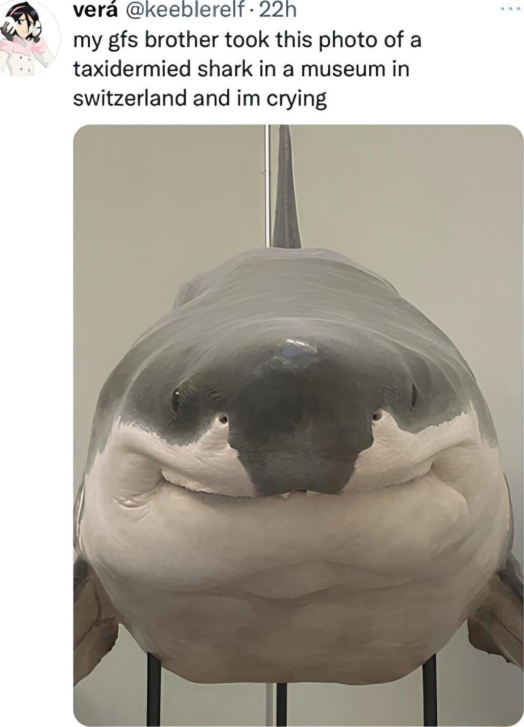 vera keeblerelf my gfs brother took this photo of a taxidermied shark in a museum in switzerland and im crying