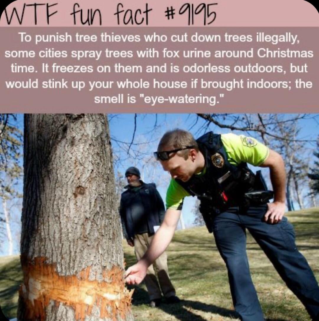 WTF fun fact 9490 i