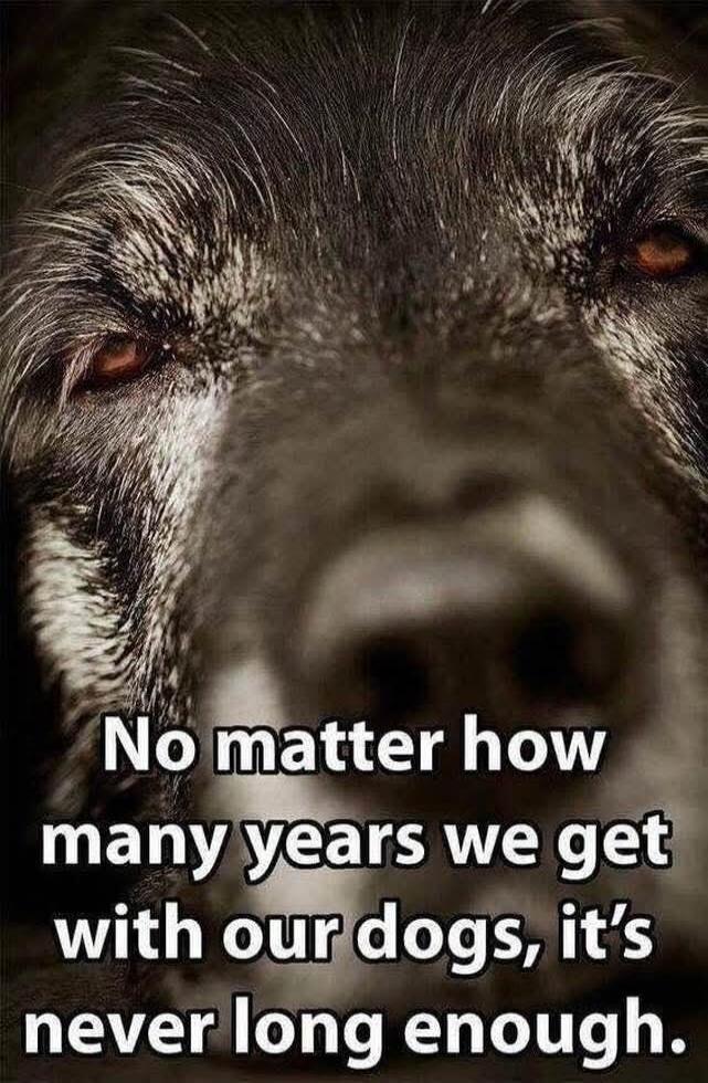 No matter how many years we get with our dogs, it's never long enough.