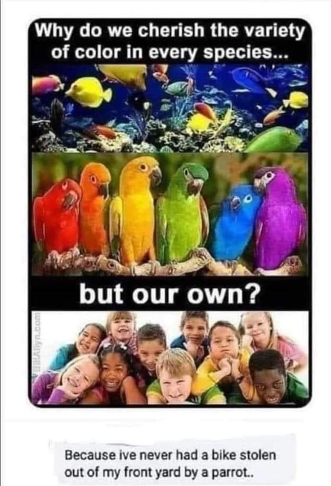 Why do we cherish the variety of color in every species Because ive never had a bike stolen out of my front yard by a parrot