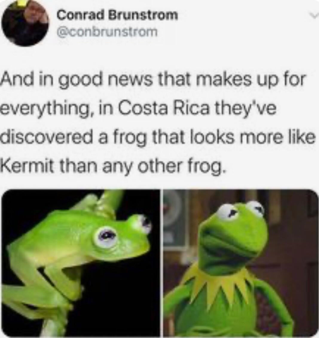 Conrad Brunstrom And in good news that makes up for everything in Costa Rica theyve discovered a frog that looks more like Kermit than any other frog