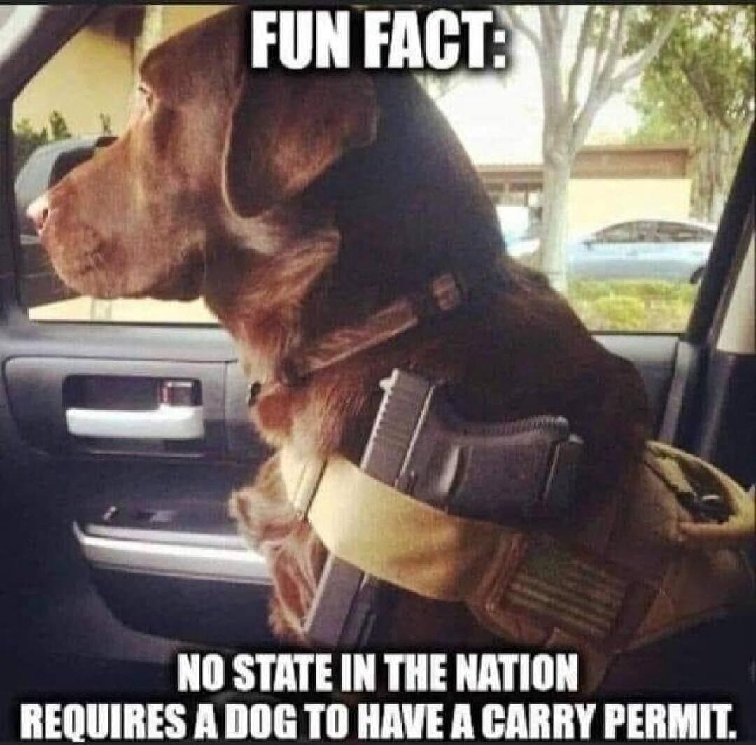 FUN FACT: NO STATE IN THE NATION REQUIRES A DOG TO HAVE A CARRY PERMIT.