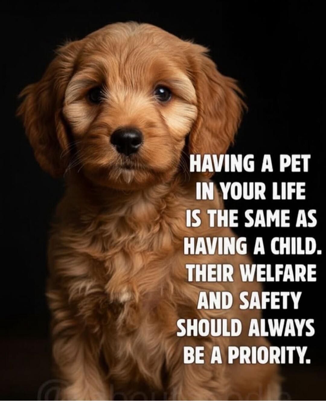 HAVING A PET IN YOUR LIFE IS THE SAME AS HAVING A CHILD. THEIR WELFARE AND SAFETY SHOULD ALWAYS BE A PRIORITY.
