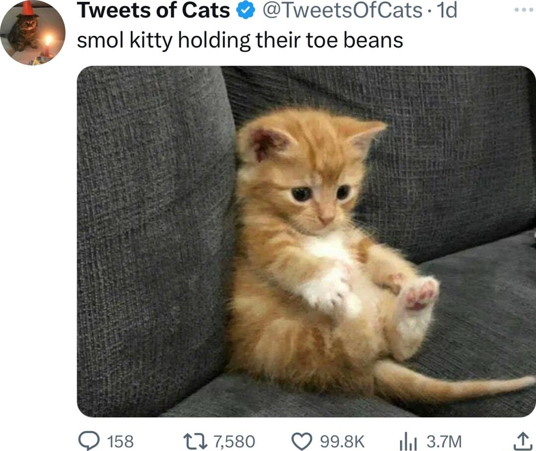 Tweets of Cats _J smol kitty holding their toe beans