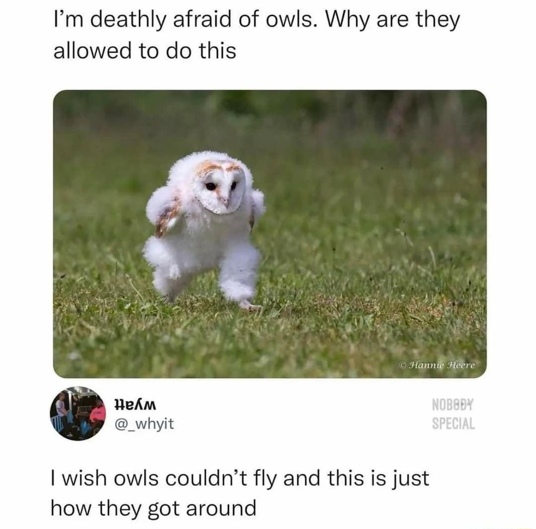 Im deathly afraid of owls Why are they allowed to do this I wish owls couldnt fly and this is just how they got around o whyit