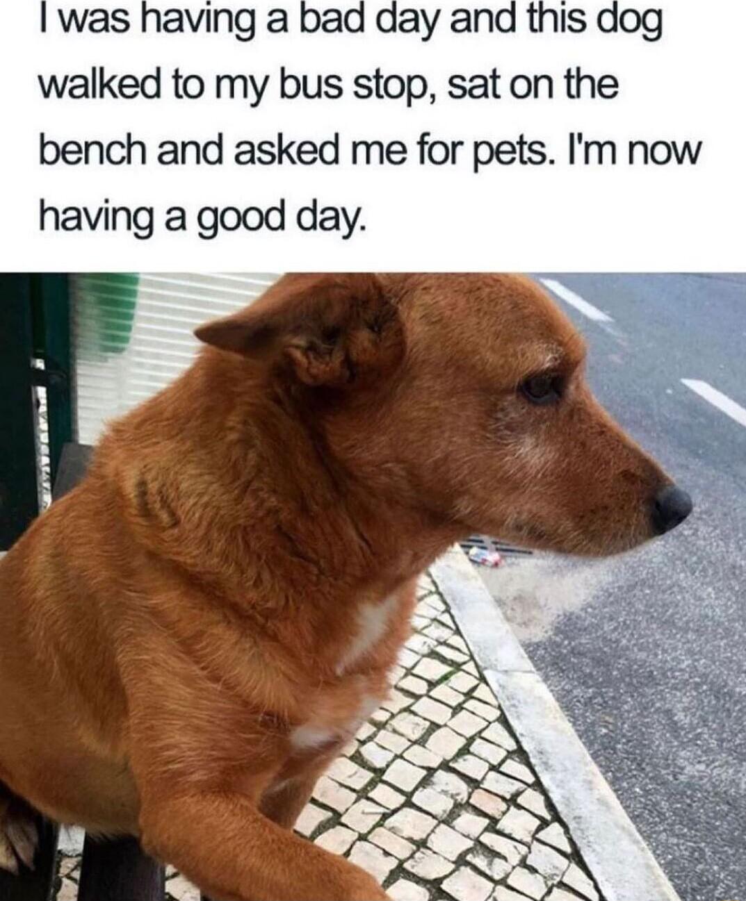 walked to my bus stop sat on the bench and asked me for pets Im now having a good day