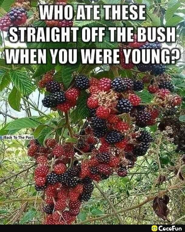 WHO ATE THESE STRAIGHT OFF THE BUSH WHEN YOU WERE YOUNG? Back To The Past CocoFun