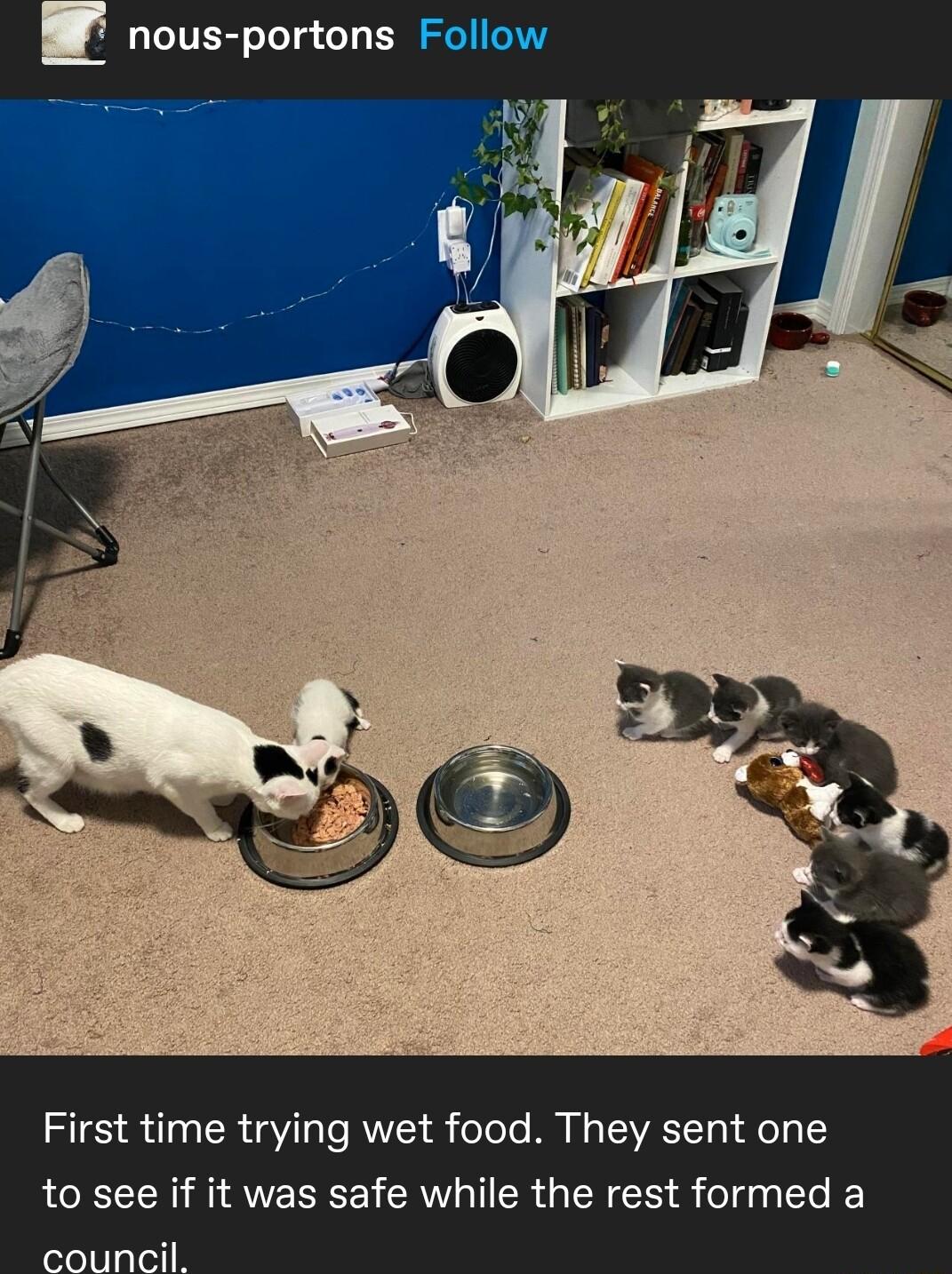 LTRSS oToTq o BRI First time trying wet food They sent one ACEEE I AVEREELERVGITER GENER ol e ouncil