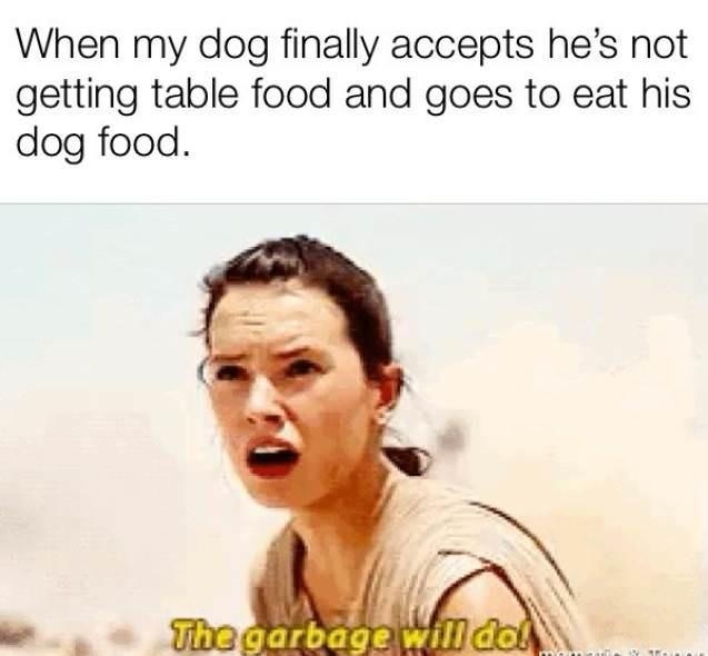 When my dog finally accepts hes not getting table food and goes to eat his dog food