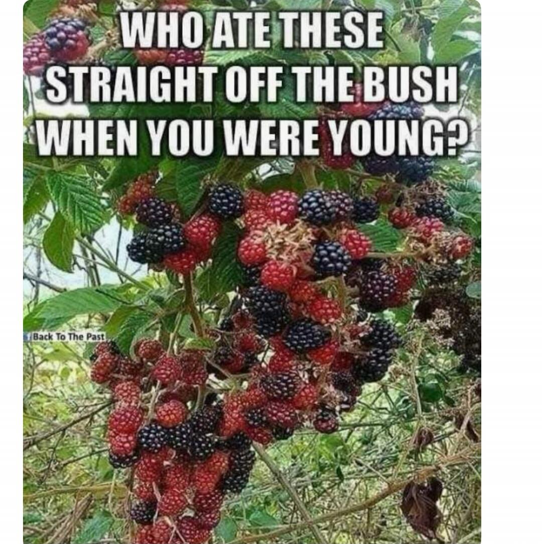 WHO ATE THESE STRAIGHT OFF THE BUSH WHEN YOU WERE YOUNG? Back To The Past
