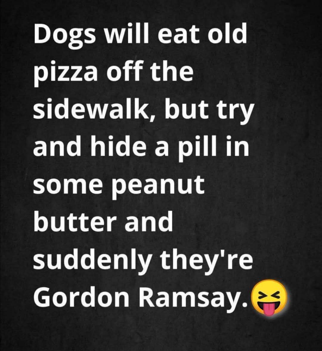 Dogs will eat old pizza off the sidewalk, but try and hide a pill in some peanut butter and suddenly they're Gordon Ramsay. 🤪