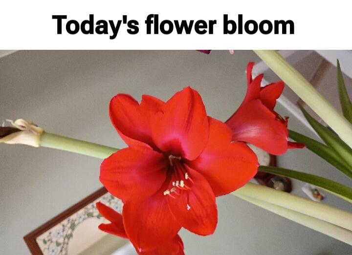 Today's flower bloom
