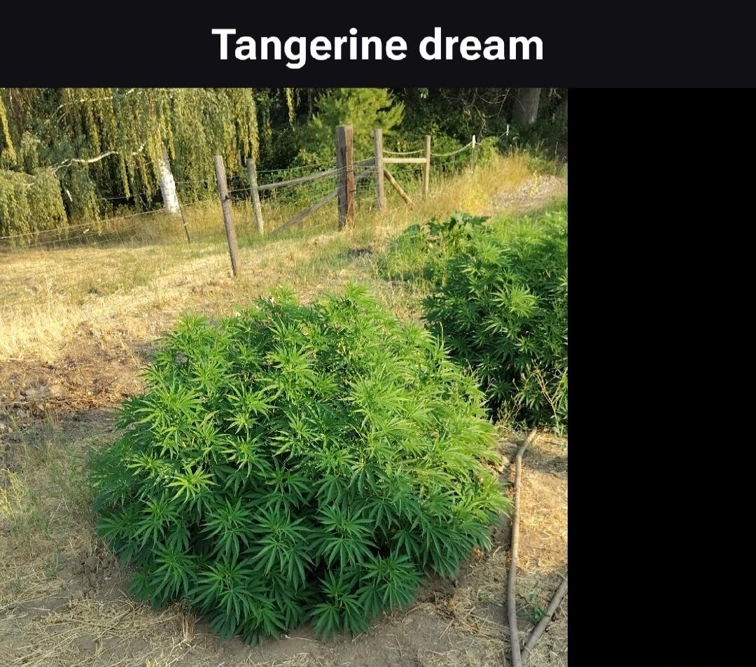Tangerine dream