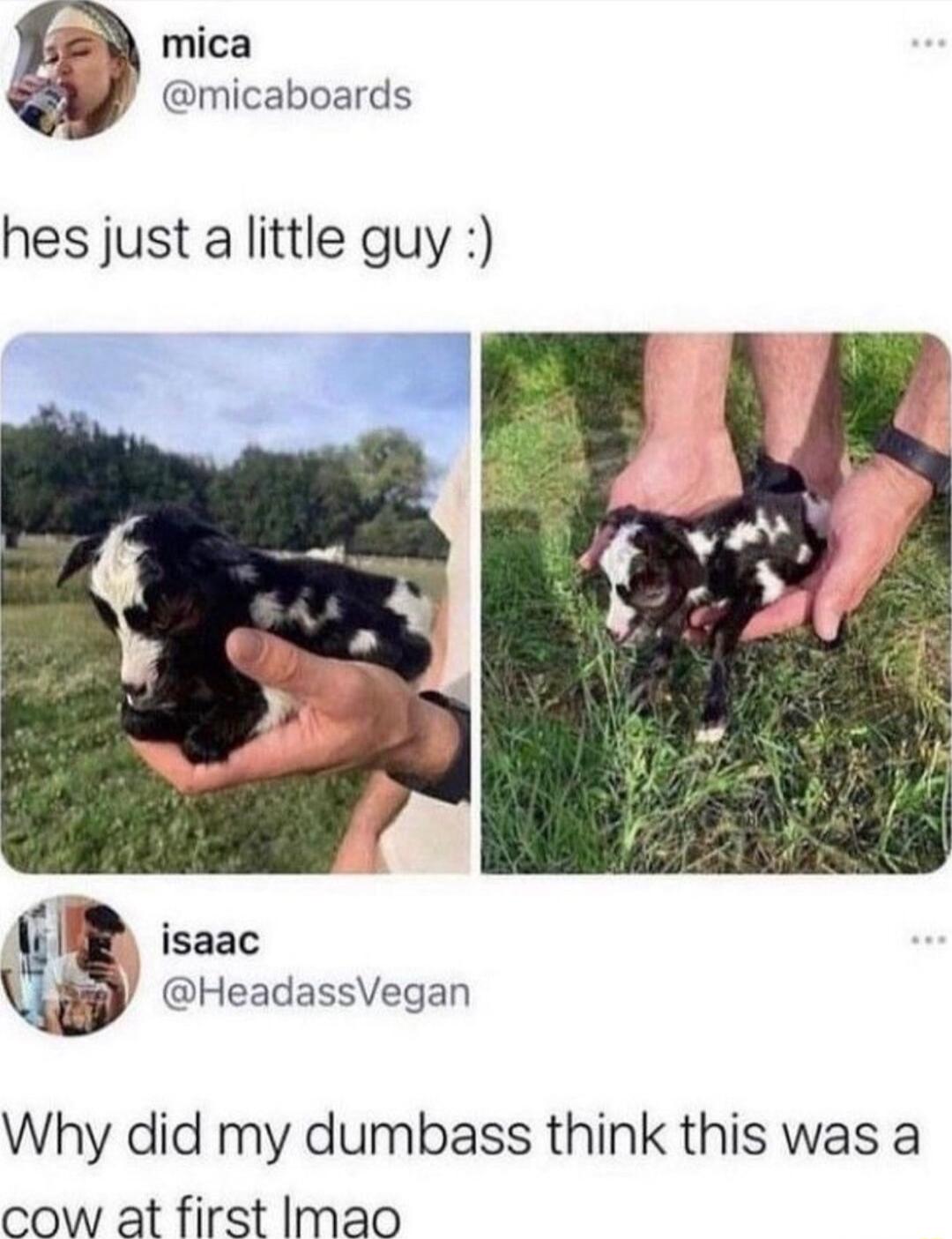 mica micaboards hesjust a little guy isaac Lul HeadassVegan Why did my dumbass think this was a cow at first Imao