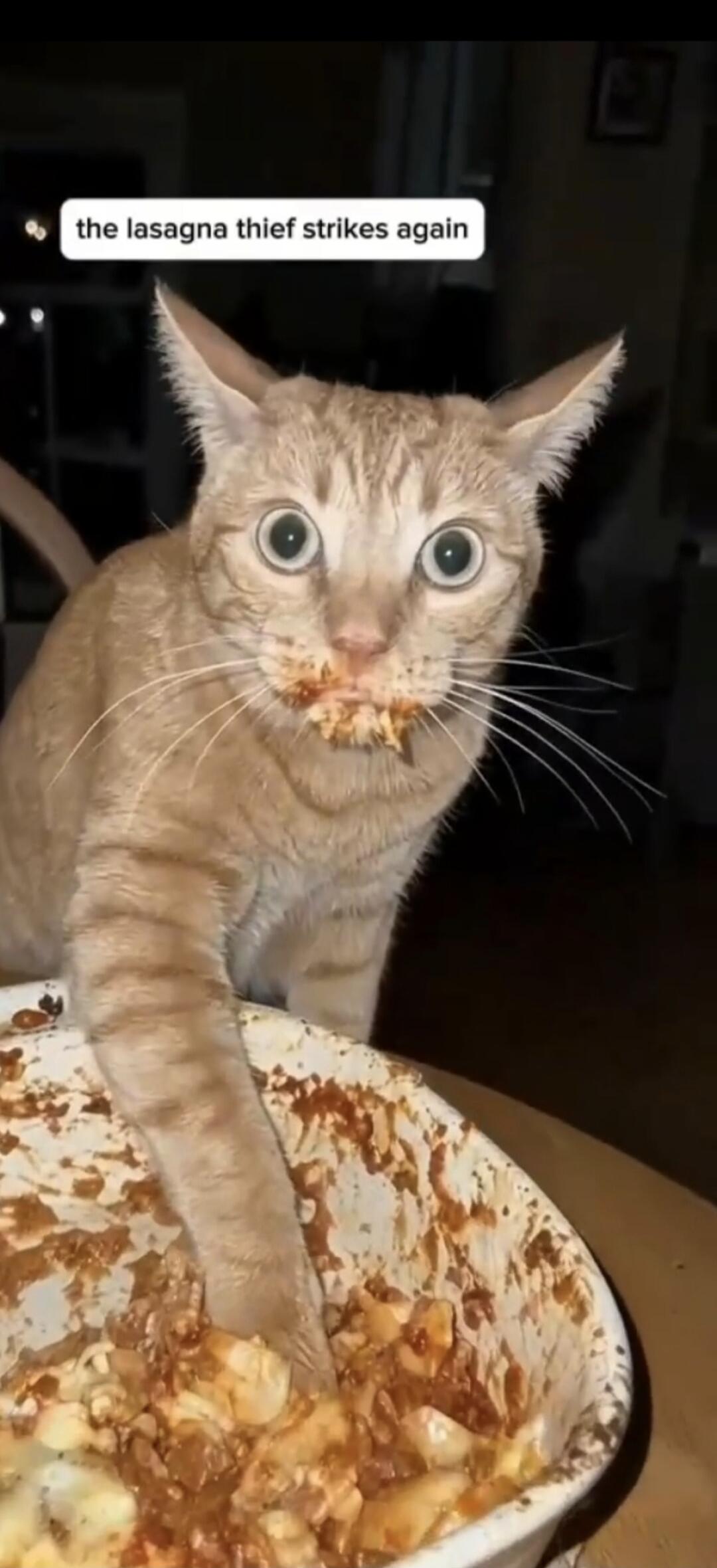 the lasagna thief strikes again