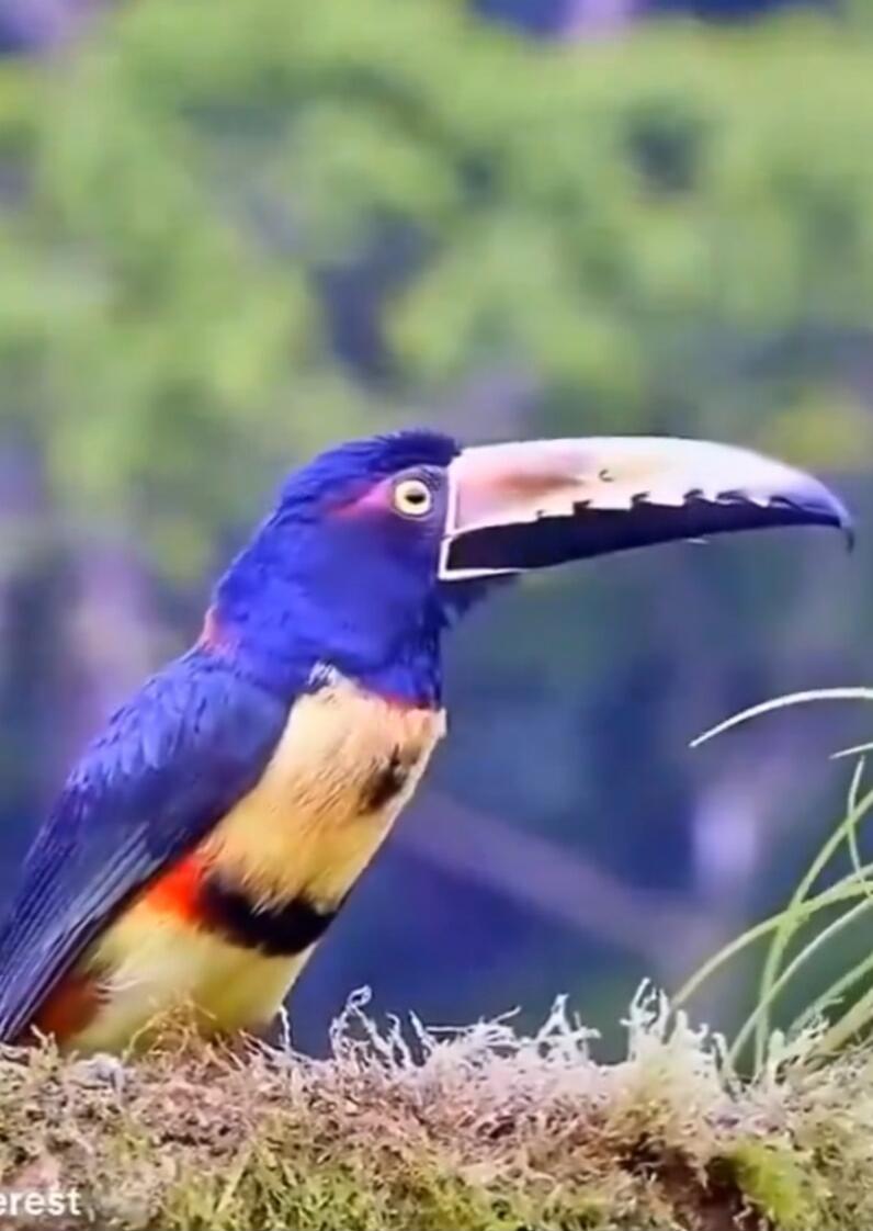 A vibrant purple-blue toucan with a large beak perched on moss.