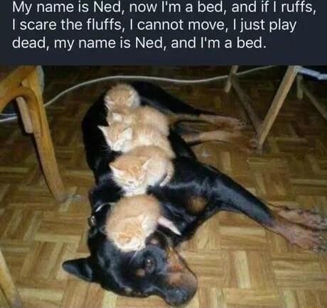 My name is Ned now Im a bed and if ruffs CEICRGER Vi SN T Tl BV e 1Y dead my name is Ned and Im a bed a