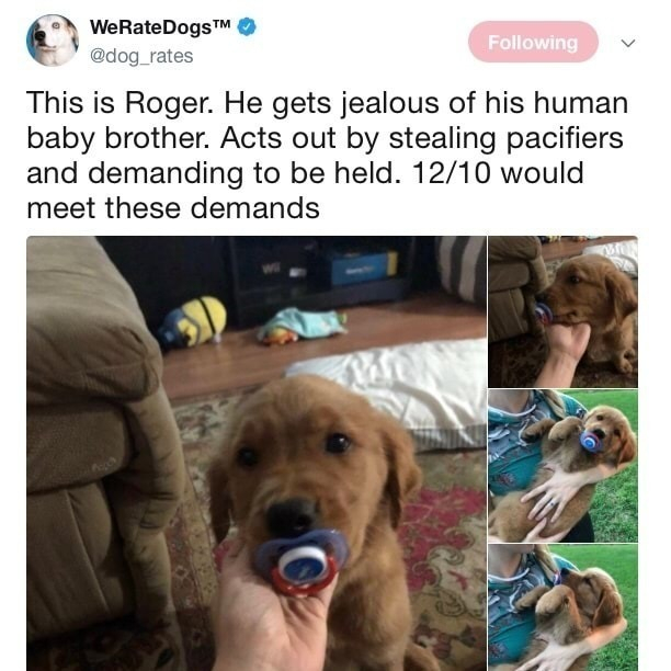 WeRateDogs This is Roger He gets jealous of his human baby brother Acts out by stealing pacifiers and demanding to be held 1210 would meet these demands