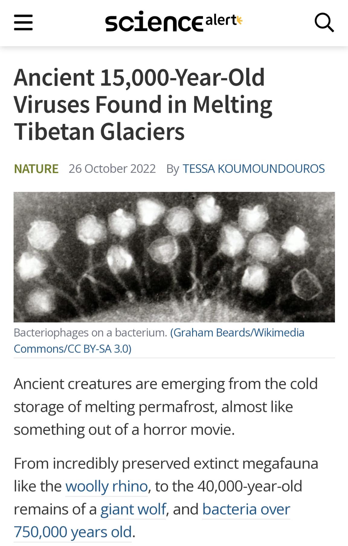 scienceaert Q Ancient 15000 Year Old Viruses Found in Melting Tibetan Glaciers NATURE 26 October 2022 By TESSA KOUMOUNDOUROS Bacteriophages on a bacterium Graham BeardsWikimedia CommonsCC BY 5A30 Ancient creatures are emerging from the cold storage of melting permafrost almost like something out of a horror movie From incredibly preserved extinct megafauna like the woolly rhino to the 40000 year o