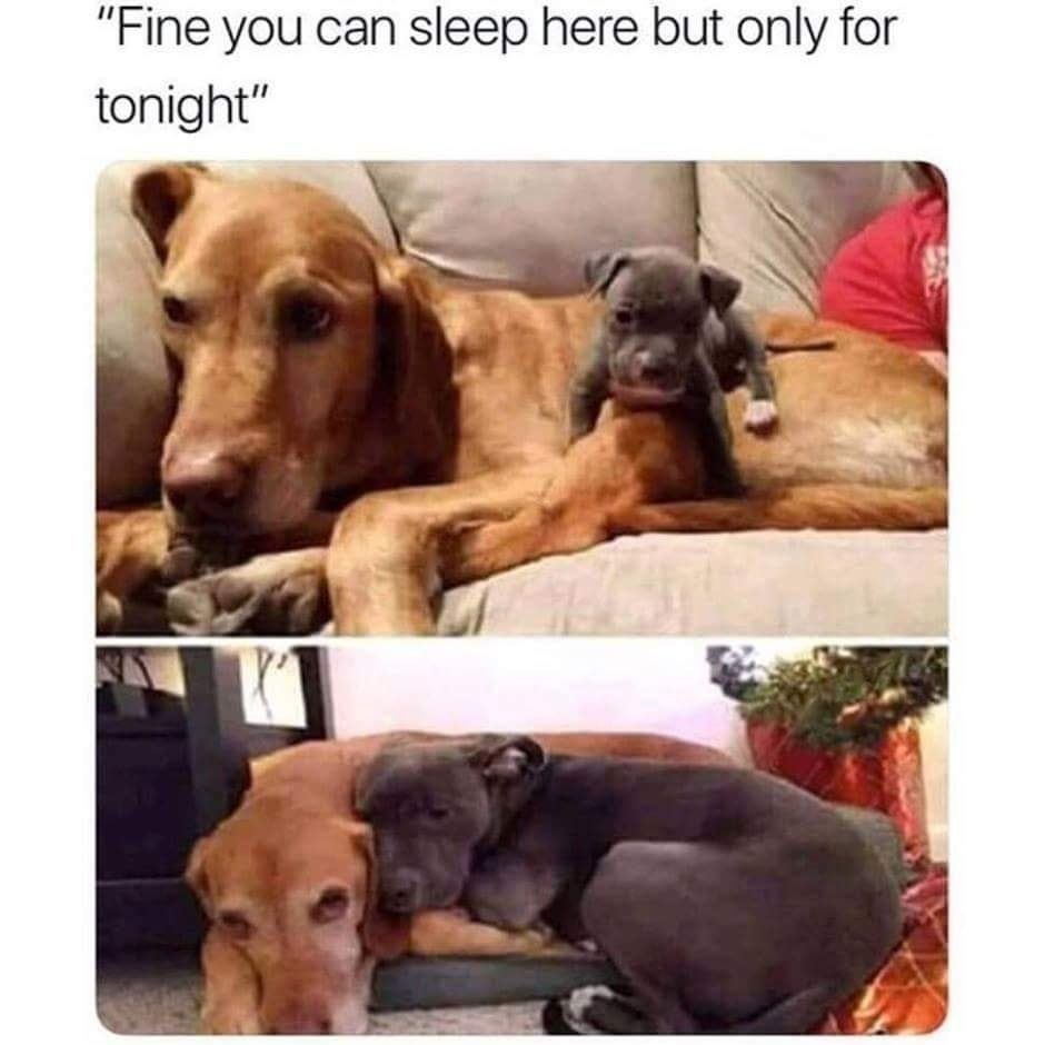 Fine you can sleep here but only for tonight