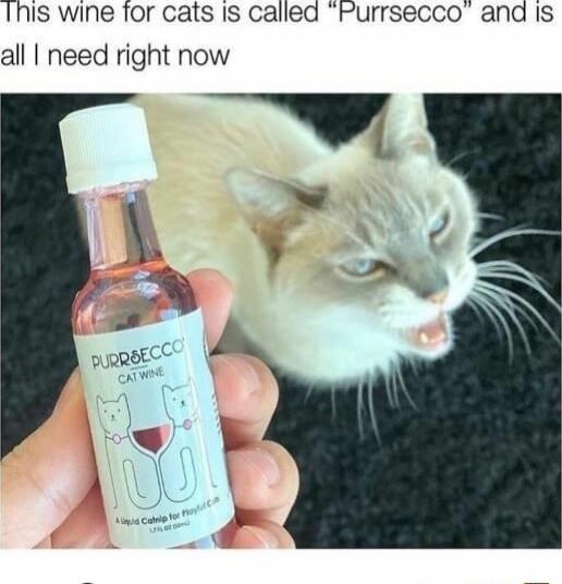 1his wine for cats Is called Purrsecco and Is all need right now