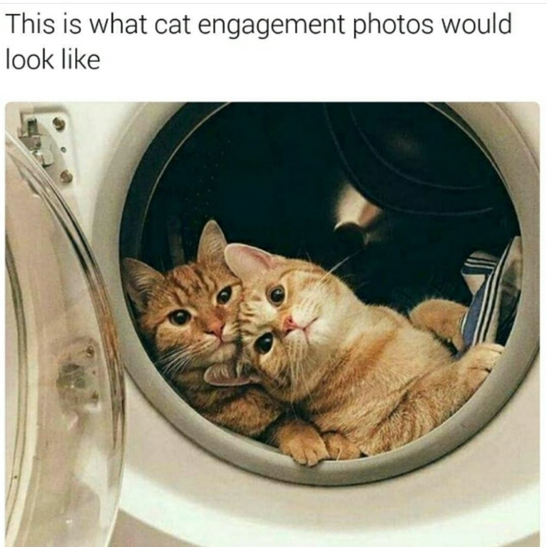This is what cat engagement photos would look like 1 4 4 e y