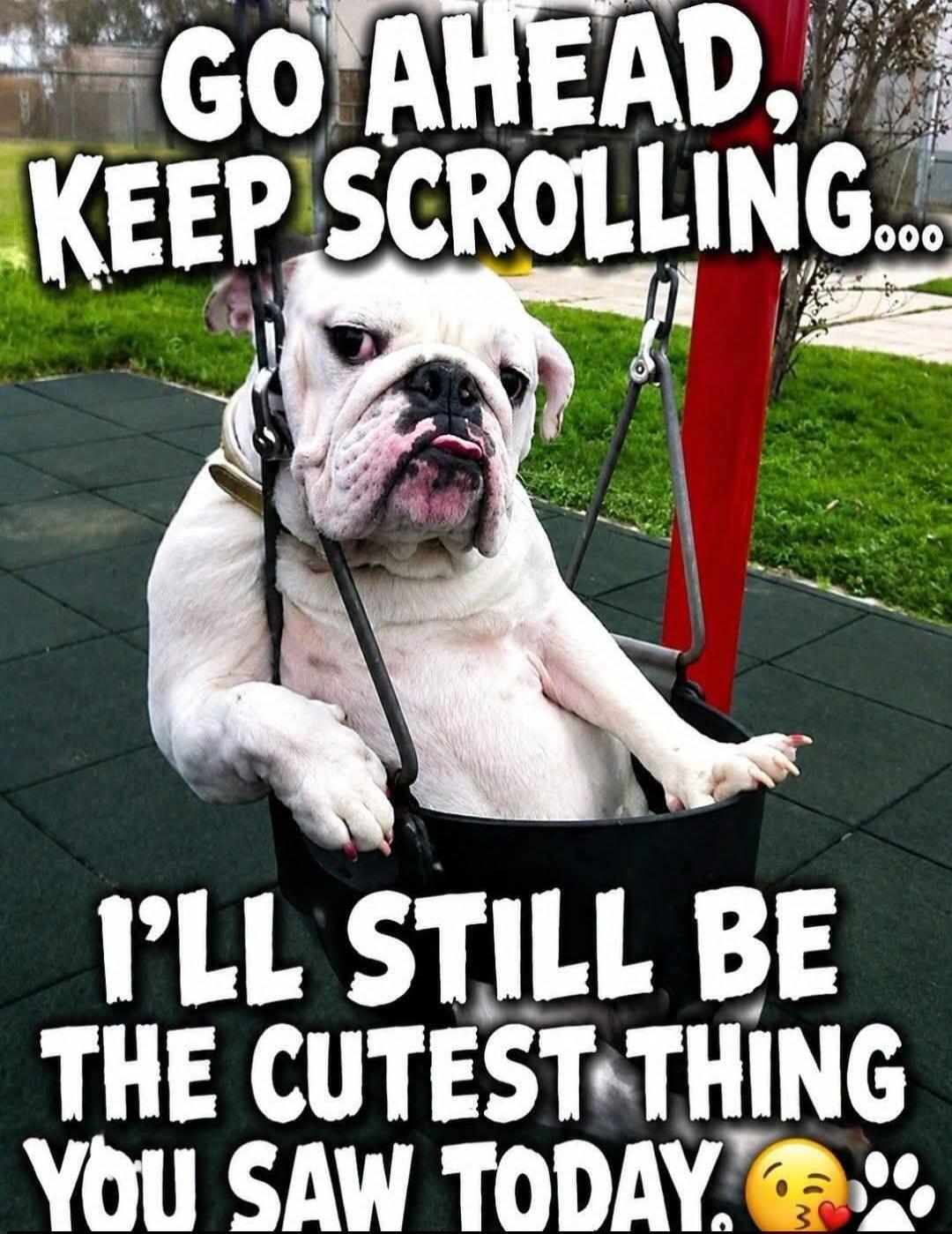 GO AHEAD, KEEP SCROLLING... I'LL STILL BE THE CUTEST THING YOU SAW TODAY.