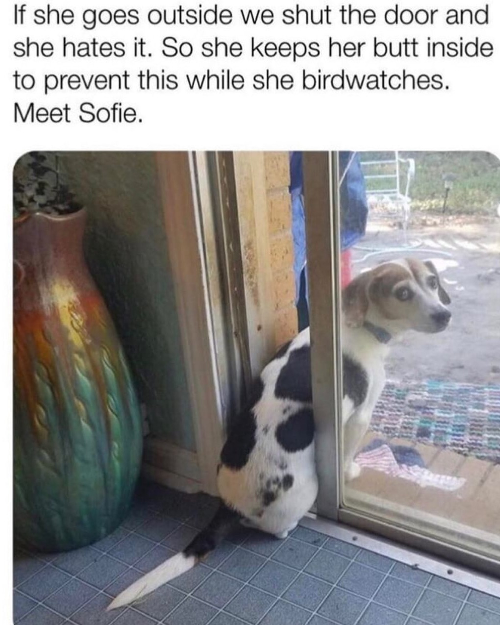 If she goes outside we shut the door and she hates it So she keeps her butt inside to prevent this while she birdwatches Meet Sofie