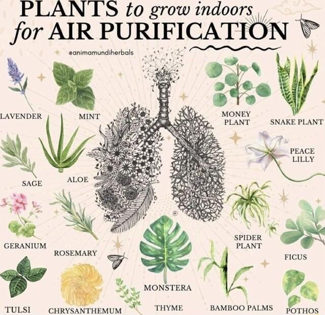 PLANTS to grow indoors for AIR PURIFICATION PEACE R e oemmion e MoNSTERs o o TULSI CHRYSANTHEMUM THYME BAMBOOPALMS porros