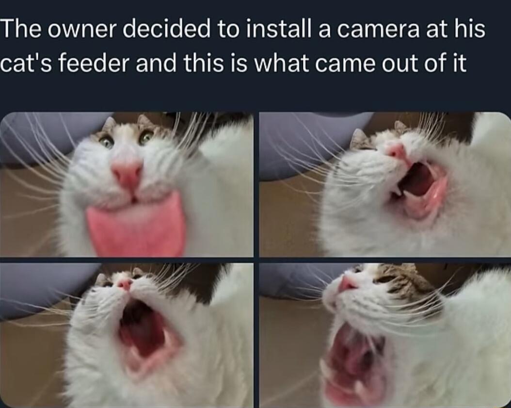 he owner decided to install a camera at his ats feeder and this is what came out of it