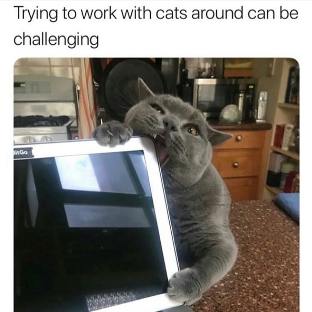 Trying to work with cats around can be challenging