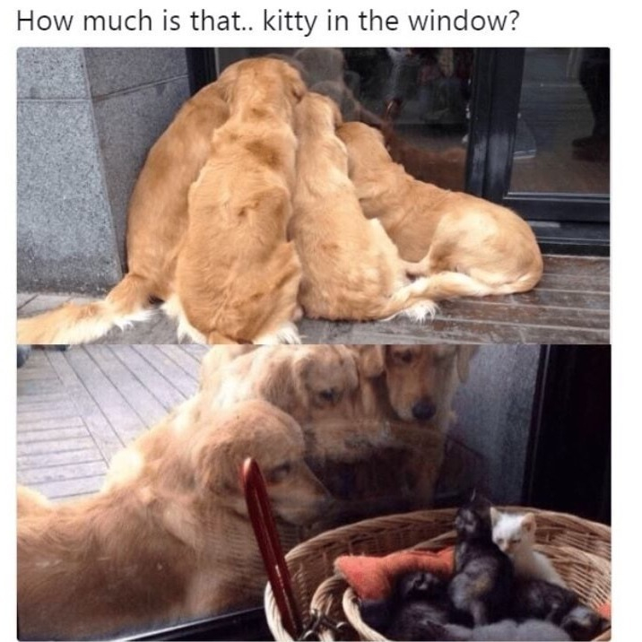 How much is that kitty in the window