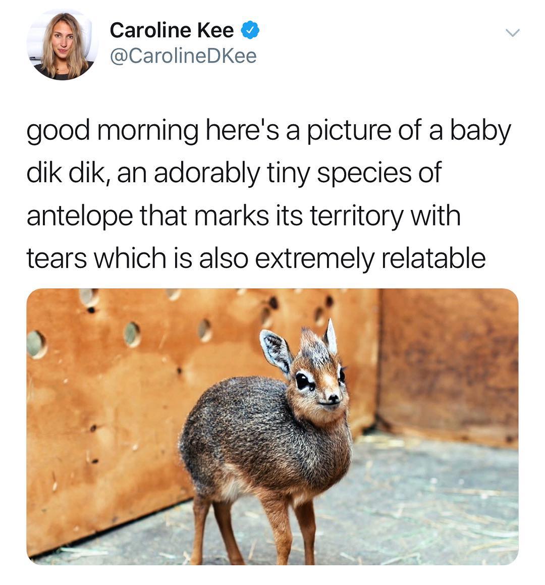Caroline Kee CarolineDKee good morning heres a picture of a baby dik dik an adorably tiny species of antelope that marks its territory with tears which is also extremely relatable A4