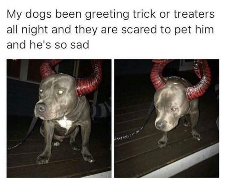 My dogs been greeting trick or treaters all night and they are scared to pet him and hes so sad