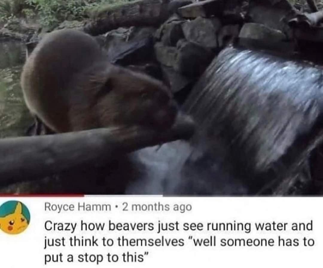 Royce Hamm 2 months ago Crazy how beavers just see running water and just think to themselves well someone has to put a stop to this 4K g 45