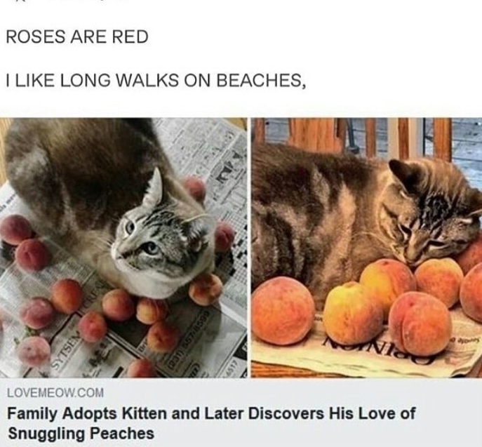ROSES ARE RED LIKE LONG WALKS ON BEACHES LOVEMEOWCOM Family Adopts Kitten and Later Discovers His Love of Snuggling Peaches