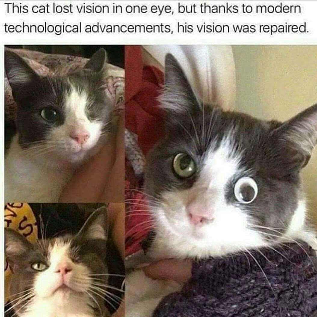 This cat lost vision in one eye but thanks to modern technological advancements his vision was repaired