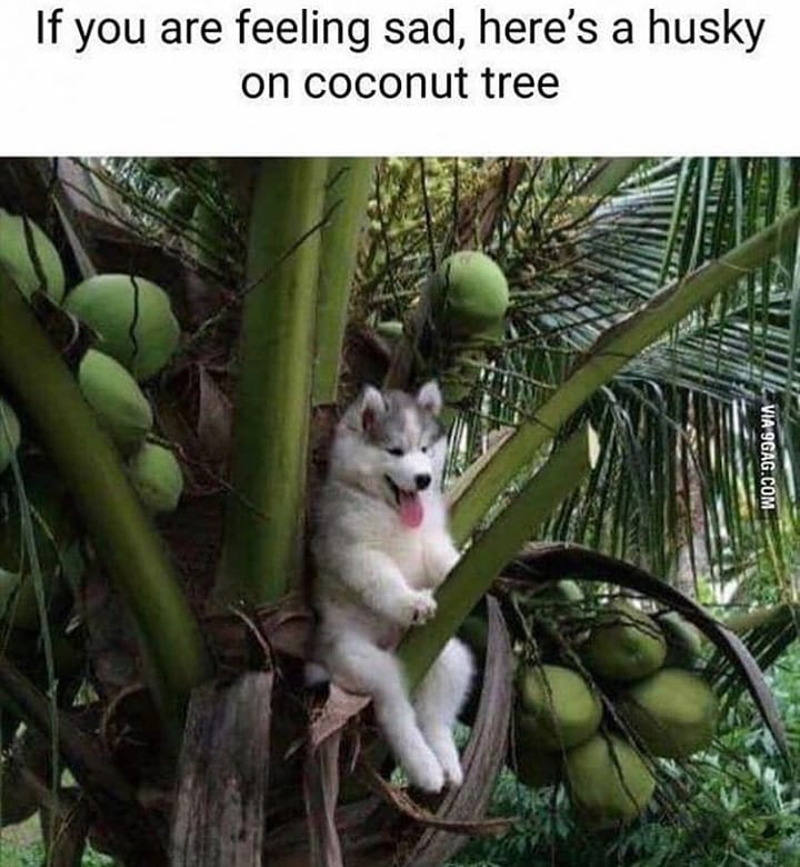 T IA9GAGCOM B 1 W11 v If you are feeling sad heres a husky on coconut tree