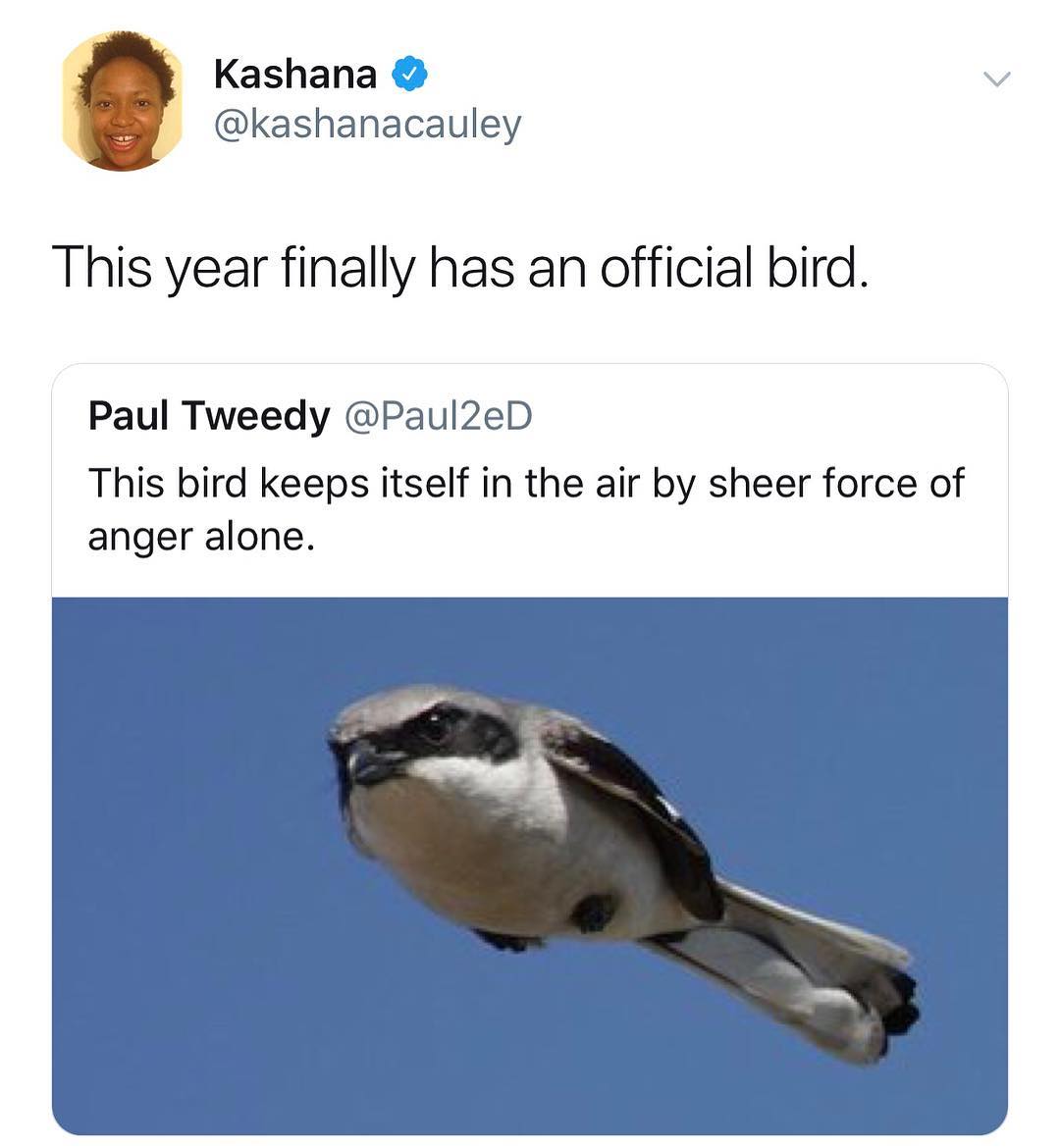 Kashana kashanacauley This year finally has an official bird Paul Tweedy Paul2eD This bird keeps itself in the air by sheer force of anger alone