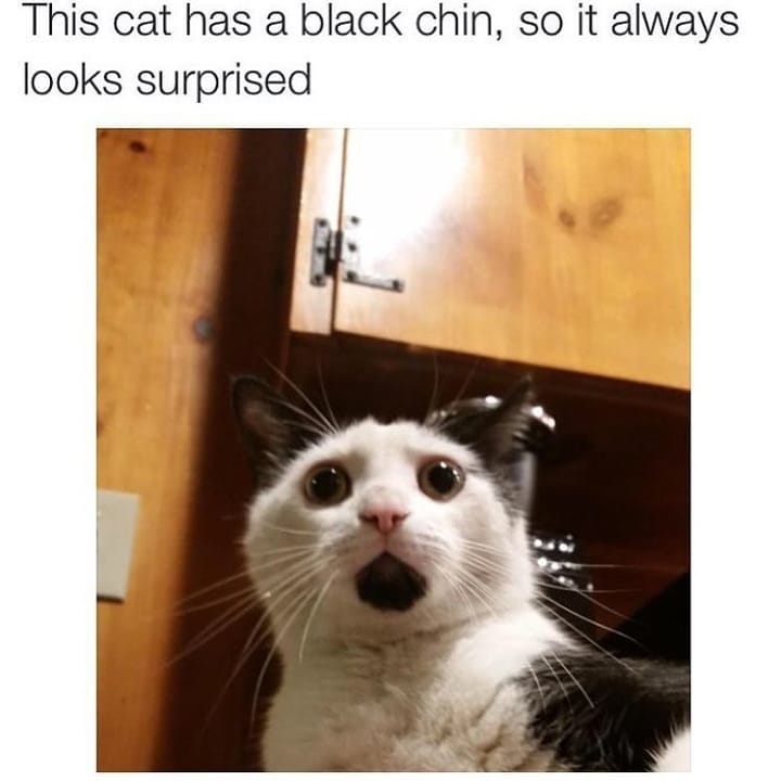This cat has a black chin so it always looks surprised