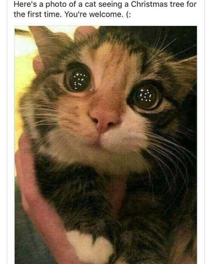 Heres a photo of a cat seeing a Christmas tree for the first time Youre welcome