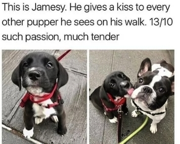 This is Jamesy He gives a kiss to every other pupper he sees on his walk 1310 such passion much tender