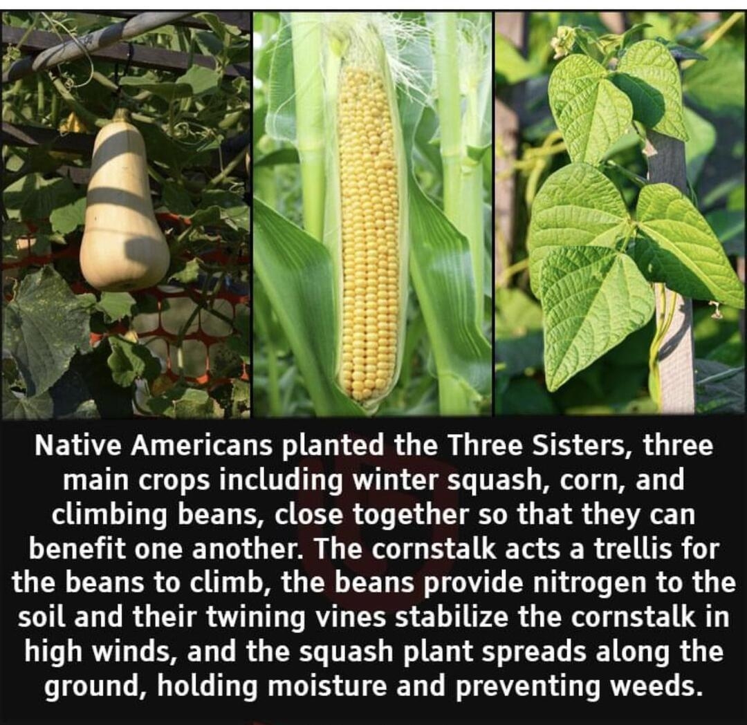 EYOCW N CY g o B o BT L I 0 1 GRS S Y R TS main crops including winter squash corn and climbing beans close together so that they can GV G CRET O GV G TG S E L T SR R TR the beans to climb the beans provide nitrogen to the LT R R G T R RS EL LR o RIS E U 1T R G BT R G CRE TEE W EL S o R G R ground holding moisture and preventing weeds