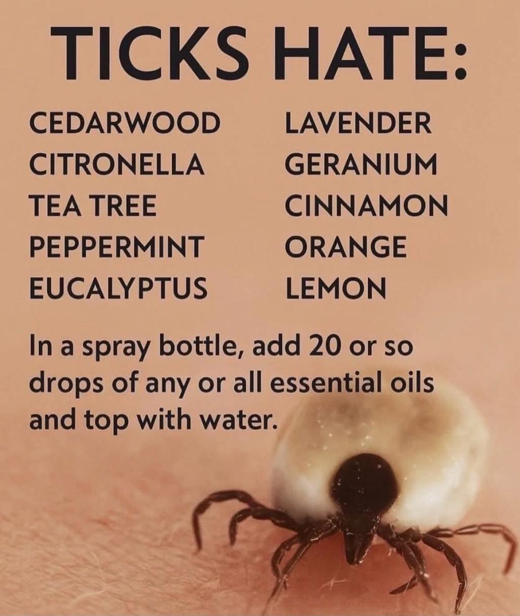 TICKS HATE:
CEDARWOOD
CITRONELLA
TEA TREE
PEPPERMINT
EUCALYPTUS
LAVENDER
GERANIUM
CINNAMON
ORANGE
LEMON
In a spray bottle, add 20 or so drops of any or all essential oils and top with water.
