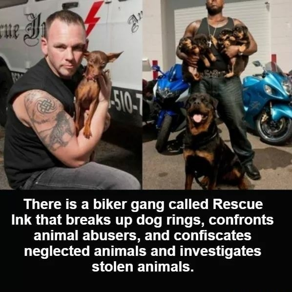 There is a blker LEUT called Rescue WL OE T CELCRTT R T B gl e EMWelyj o1 ELT L EUETTETS G Tyl Medody i EYo 1 1 neglected animals and investigates RN EIES