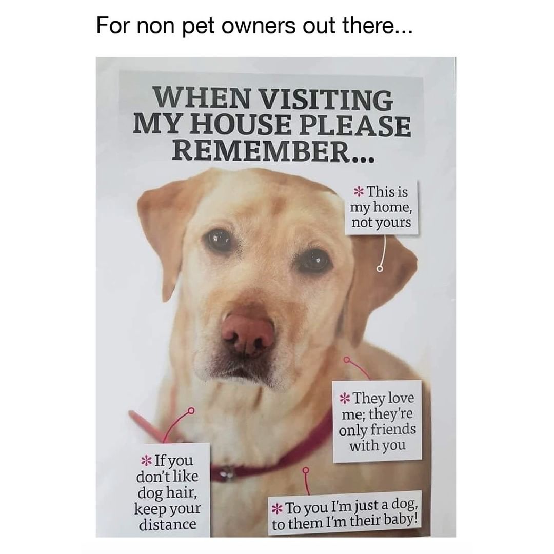 For non pet owners out there WHEN VISITING MY HOUSE PLEASE sk Ifyou dont like dog hair keep your distance