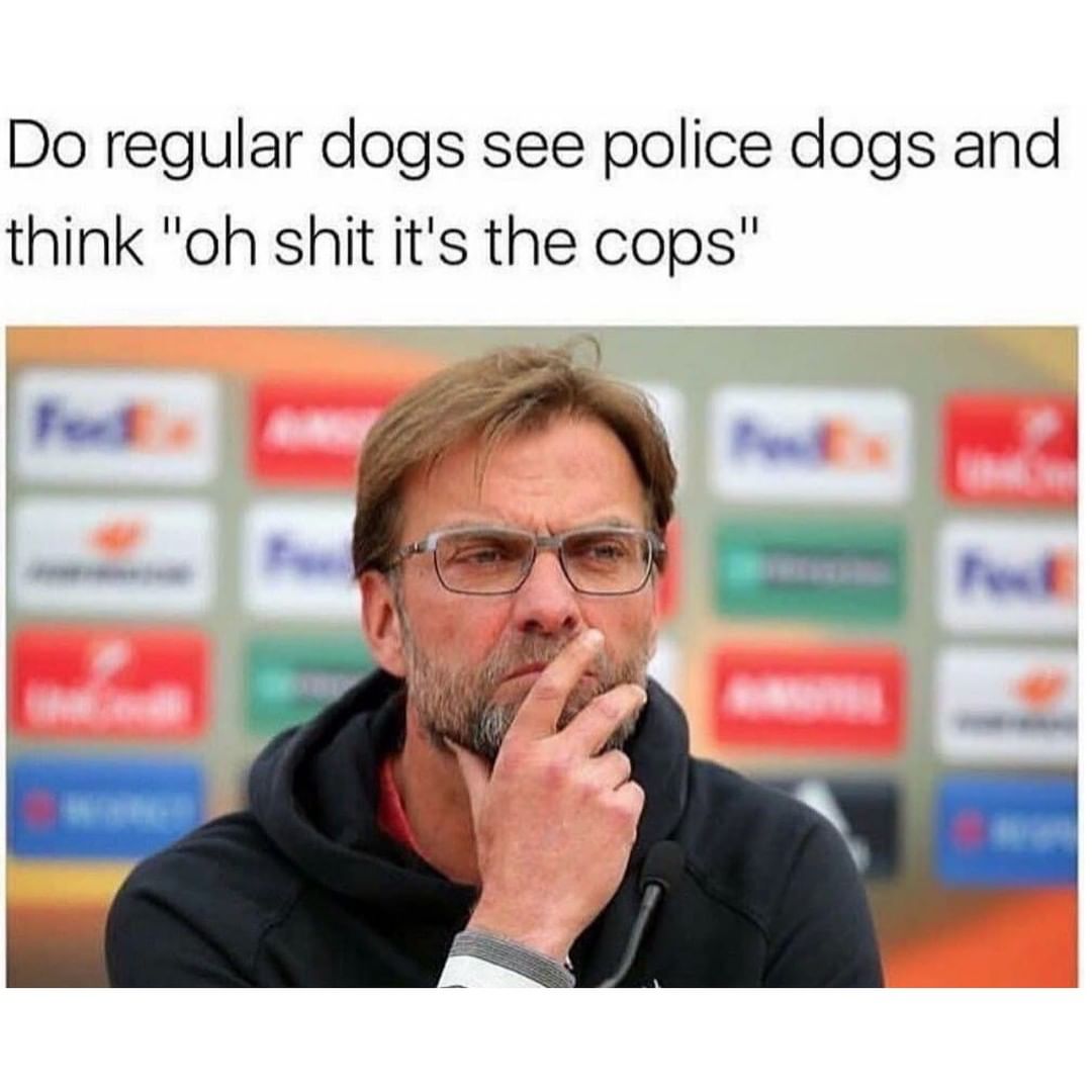 Do regular dogs see police dogs and think oh shit its the cops